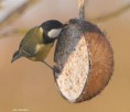 /album/my-local-birding-gallery/great-tit-feasting-on-a-coconut-jpg/